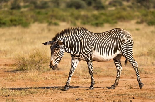 The Grevy Zebra is grazing in the countryside of Samburu in Kenya