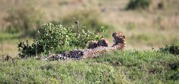 The cheetah mother with two children in the Kenyan savannah