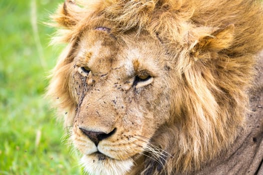 The close-up of the face of a lion in the savannah of Kenya