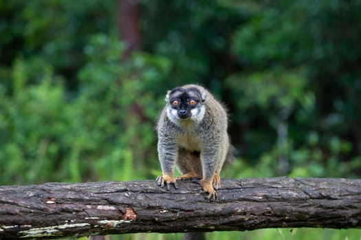 The Lemurs on a log hanging over the water