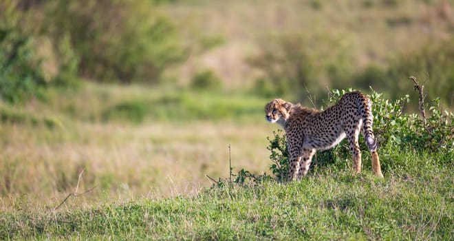 A cheetah walks between grass and bushes in the savannah of Kenya