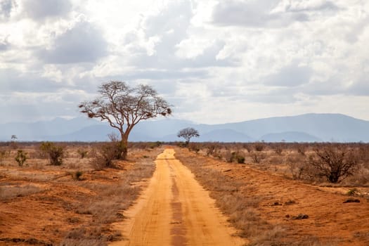 Trees by the road, scenery of Kenya, with hills in the far