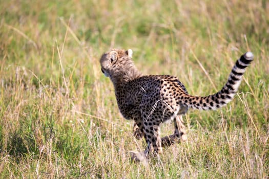 A cheetah walks between grass and bushes in the savannah of Kenya