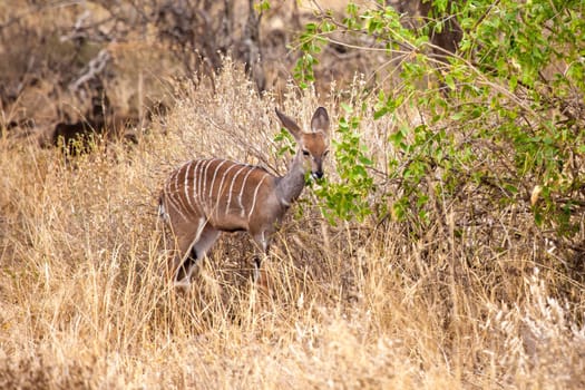 Little antelope is eating in the savannah of Kenya.