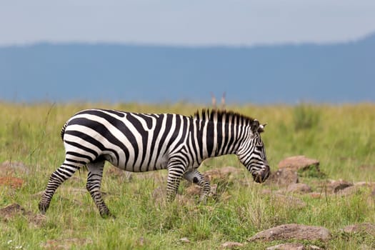 The Zebra family grazes in the savanna in close proximity to other animals
