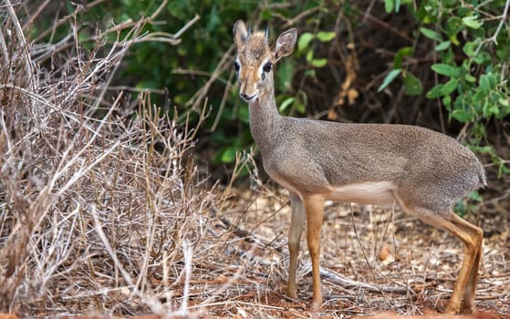 Small antelope in the bush, on safari in Kenya