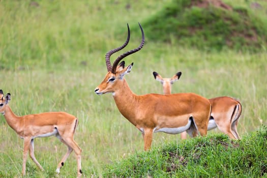Lot of Impala antelopes in the grass landscape of the Kenyan savanna