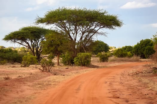 Landscape of Kenya, a lot of baobab by the road