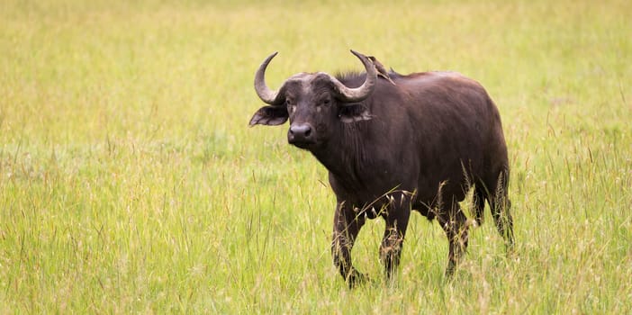 Some big Buffalos are standing in the grass and grazing in the savannah of Kenya
