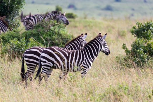 The Zebra family grazes in the savanna in close proximity to other animals