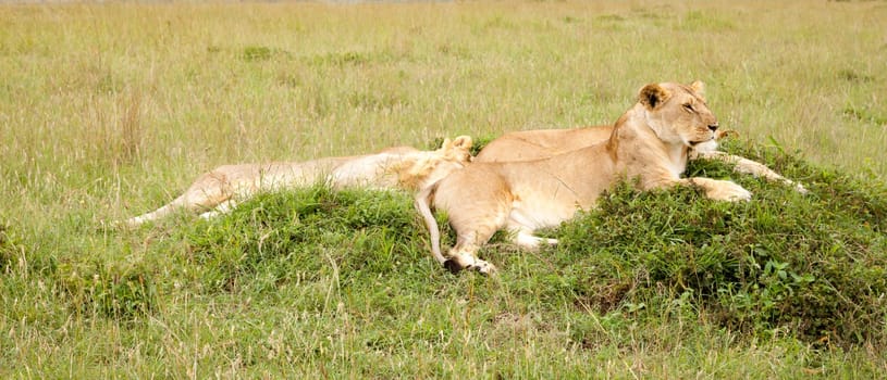 One lion family rests on a hill