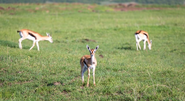 The Thomson gazelles in the middle of a grassy landscape in the Kenyan savanna