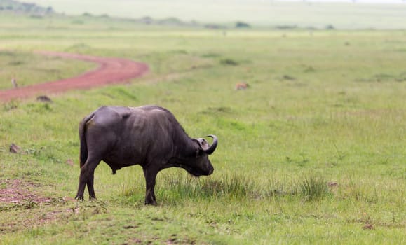 The buffalo is standing in the middle of the meadow in the grass landscape