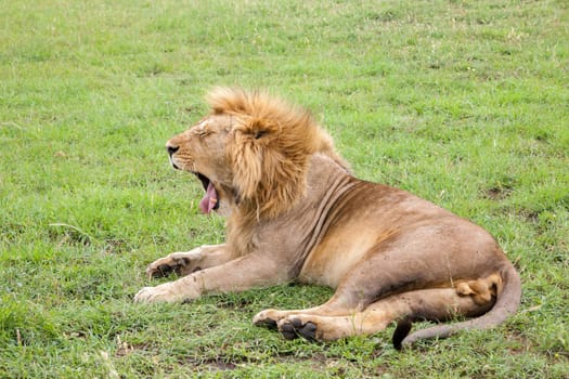 A big lion yawns lying on a meadow with grass