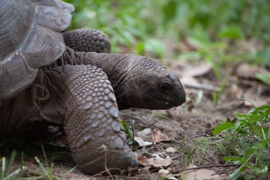 A big turtle between the gras
