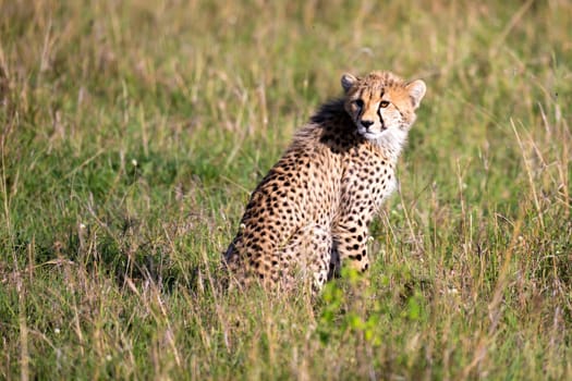 The cheetah sits in the grass landscape of the savanna of Kenya