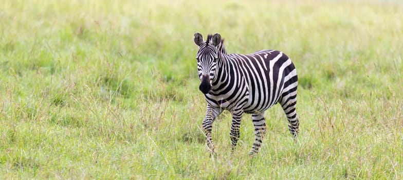 The Zebra family grazes in the savanna in close proximity to other animals