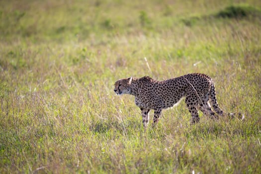 A cheetah walks between grass and bushes in the savannah of Kenya