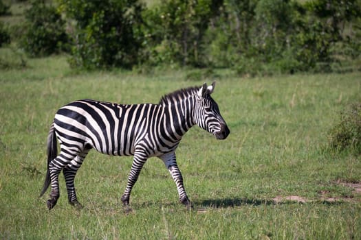 Some Zebras in the middle of the savannah of Kenya