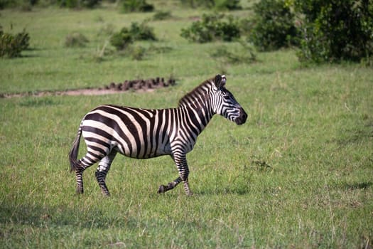 Some Zebras in the middle of the savannah of Kenya