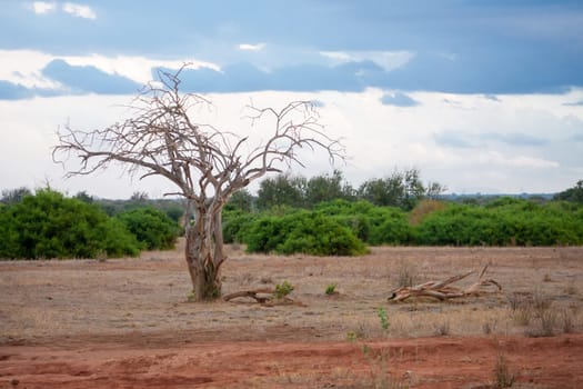 Landscape of Kenya, big tree