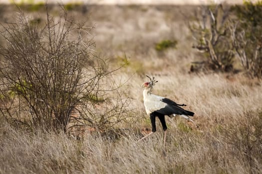 Big bird is walking in the savannah of Kenya, secretarybird
