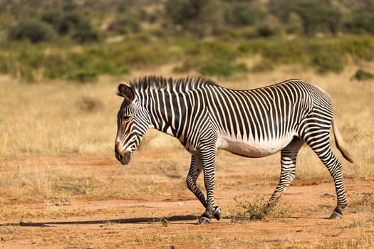 The Grevy Zebra is grazing in the countryside of Samburu in Kenya
