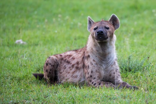 The hyena is lying in the grass in the savannah in Kenya