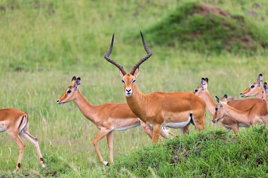 Lot of Impala antelopes in the grass landscape of the Kenyan savanna