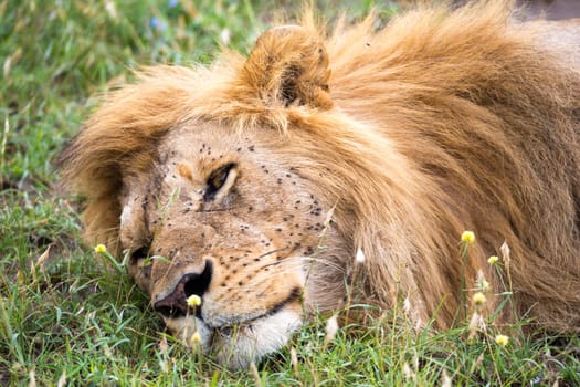 One big lion sleeps in the grass of the Kenyan savannah