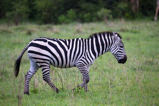 Some Zebras in the middle of the savannah of Kenya