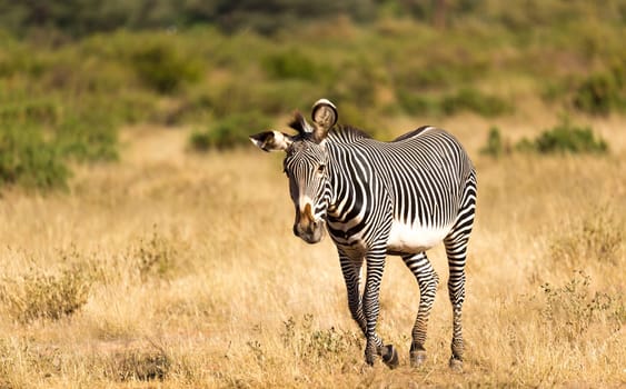 The Grevy Zebra is grazing in the countryside of Samburu in Kenya