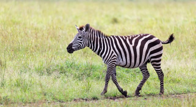 The Zebra family grazes in the savanna in close proximity to other animals