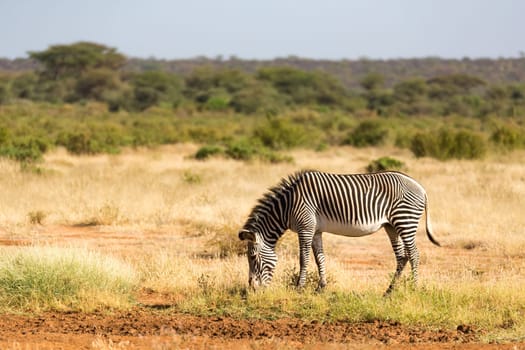 The Grevy Zebra is grazing in the countryside of Samburu in Kenya