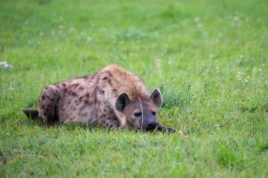 The hyena is lying in the grass in the savannah in Kenya