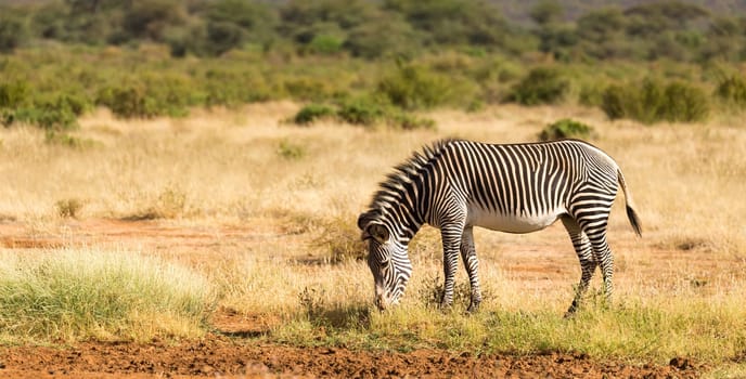 The Grevy Zebra is grazing in the countryside of Samburu in Kenya