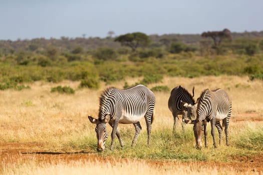 The zebra family is grazing in the savannah of Kenya in Samburu