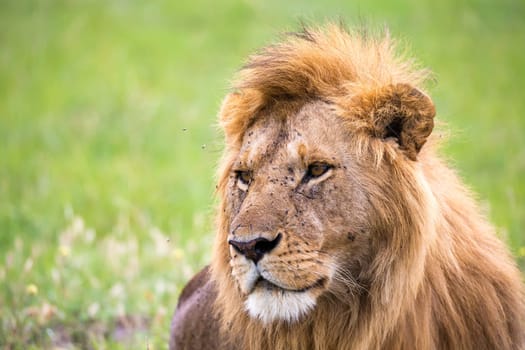 The close-up of the face of a lion in the savannah of Kenya