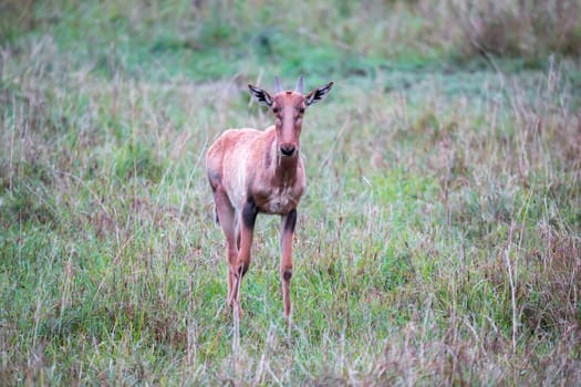 A Topi antelope in the grassland of Kenya's savannah