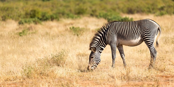 The Grevy Zebra is grazing in the countryside of Samburu in Kenya