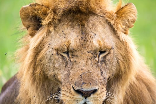 The close-up of the face of a lion in the savannah of Kenya