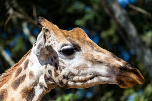 A close-up of one giraffe's head