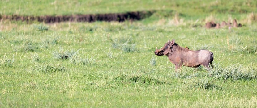 The warthog in the middle of the savanna of Kenya.