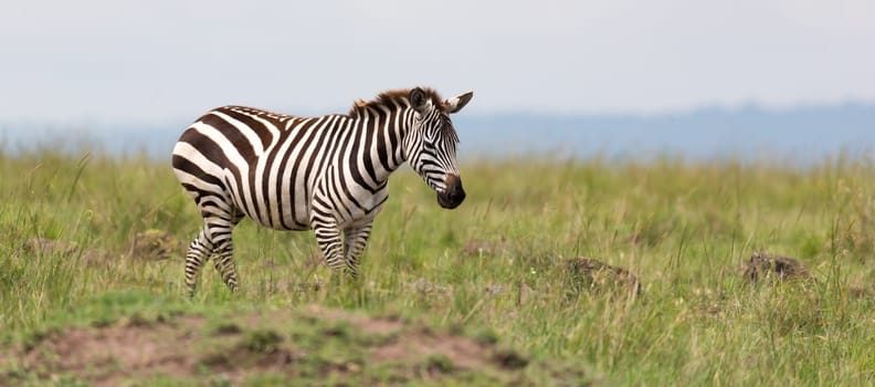 The Zebra family grazes in the savanna in close proximity to other animals