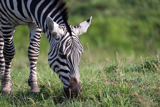 The closeup of a zebra in a national park