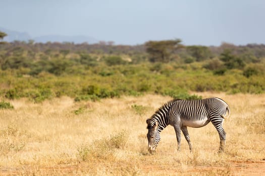 The Grevy Zebra is grazing in the countryside of Samburu in Kenya