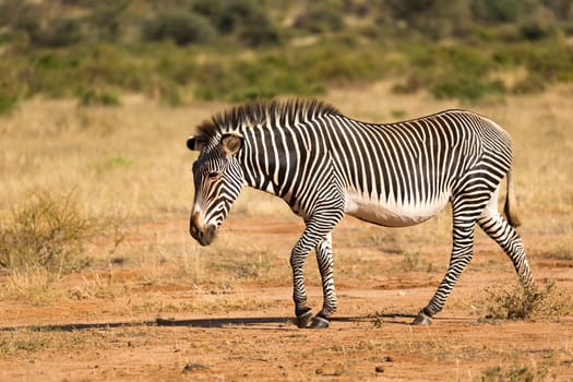 The Grevy Zebra is grazing in the countryside of Samburu in Kenya