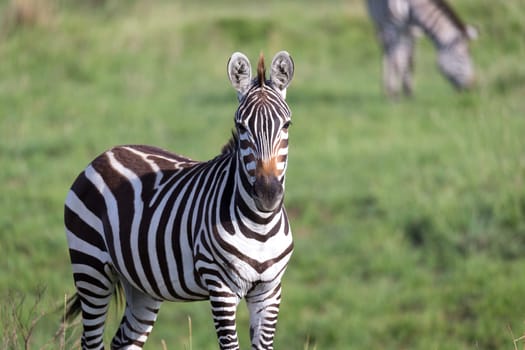 The closeup of a zebra in a national park