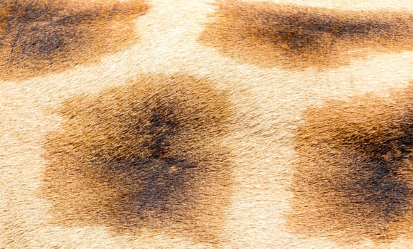 A fur of a giraffe in close-up