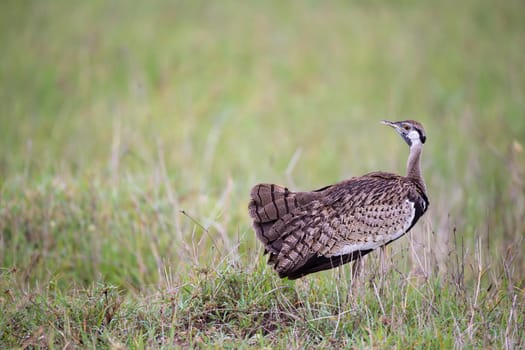 One indigenous gray bird is standing in the grass and looking